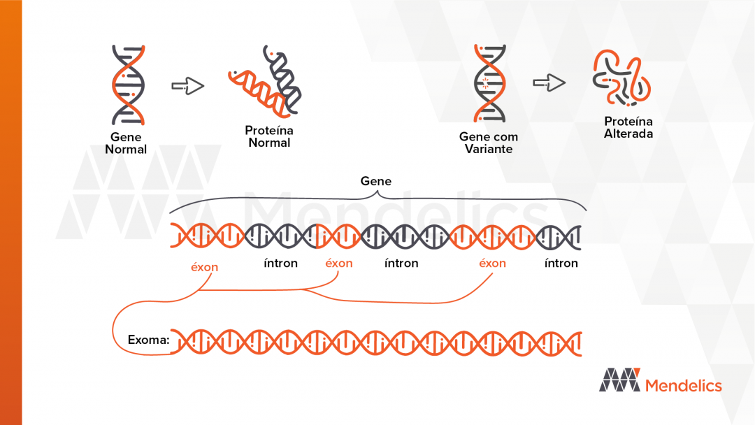 O Que Varia E Como Evoluem Os Genomas? – ZJKSL