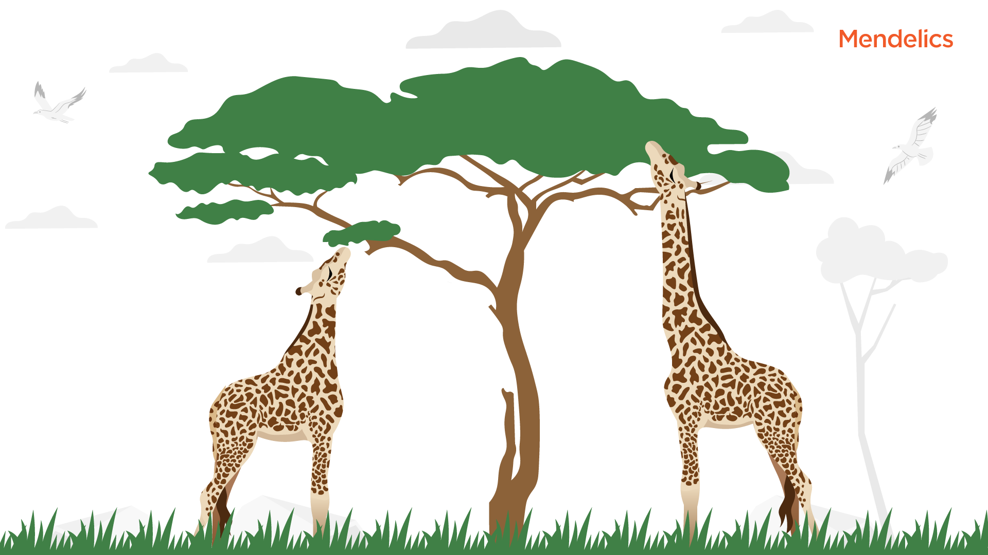 Imagem de duas girafas com pescoços de comprimentos diferenes se alimentando da copa de uma árvore